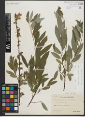 Foto von Salix repens L. x Salix viminalis L.